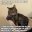catonbrexit.jpg