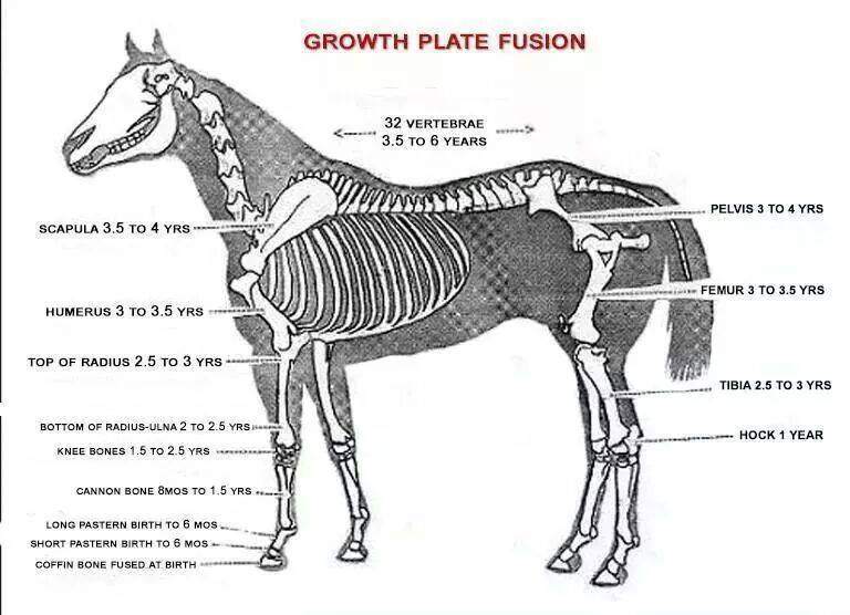 growthplatehorse.jpg