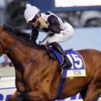 EquinePedigrees's Avatar